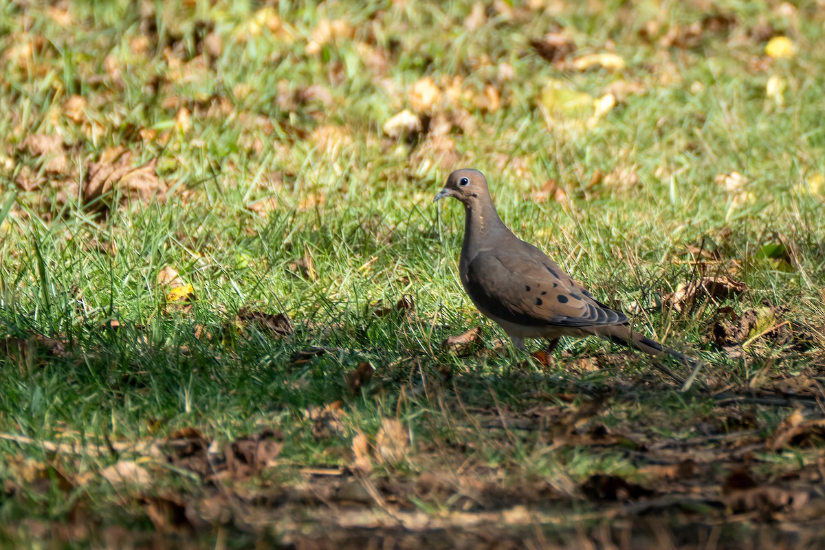 Mourning Dove - ML643994323