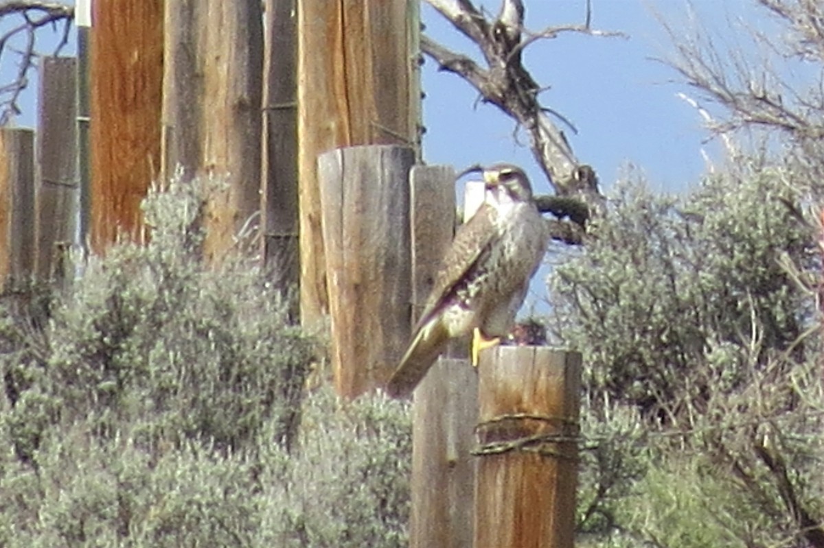 Prairie Falcon - ML643994326
