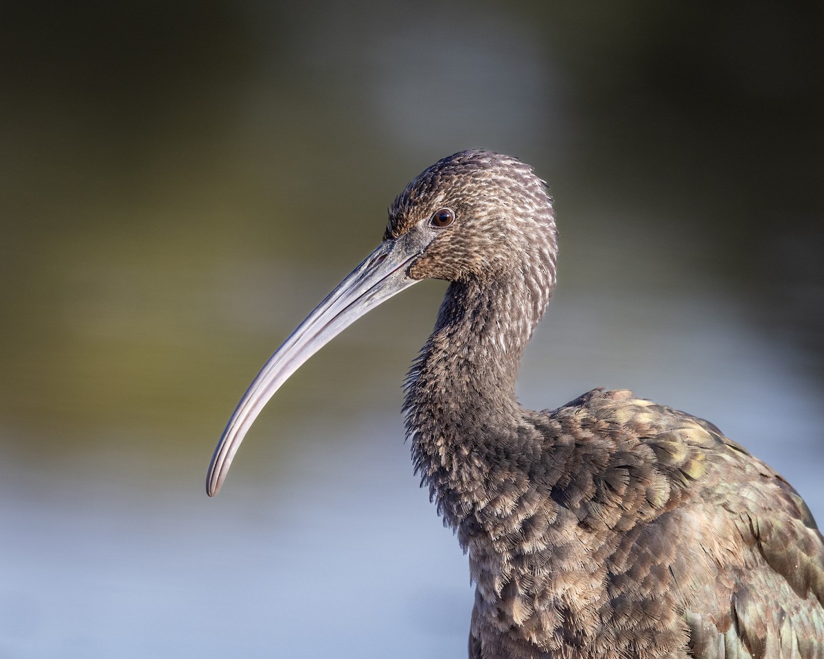 Glossy/White-faced Ibis - ML643994328