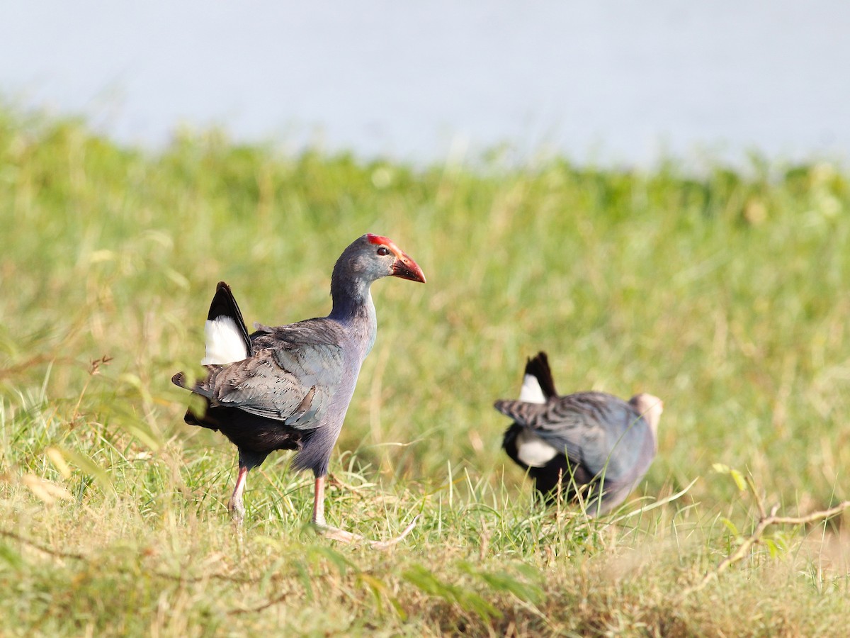 Gray-headed Swamphen - ML643994333