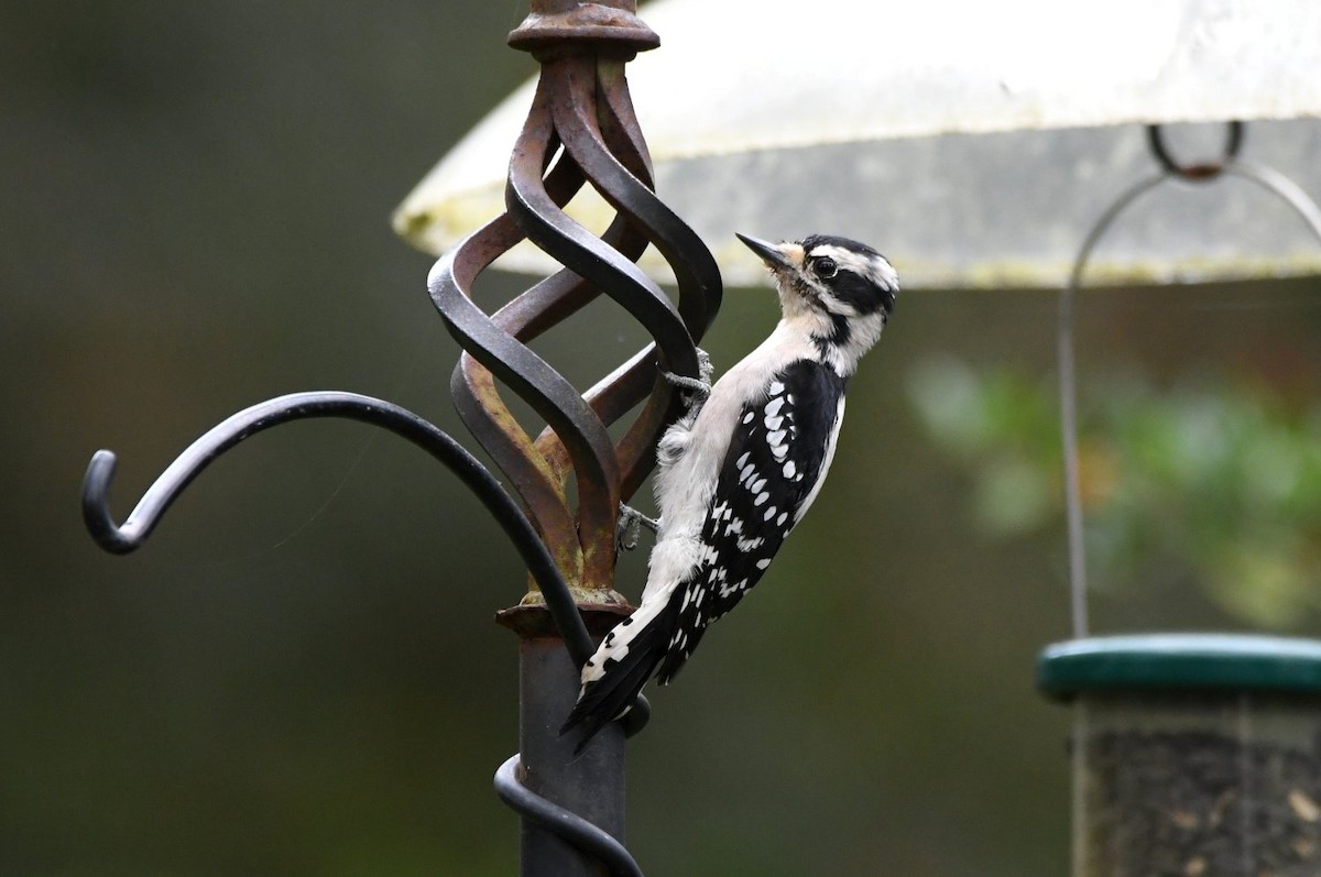 Downy Woodpecker - ML643994340