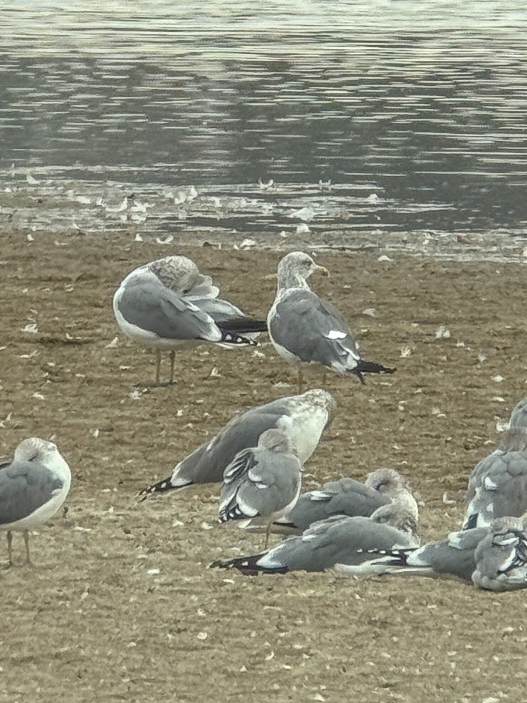 Lesser Black-backed Gull - ML643994341