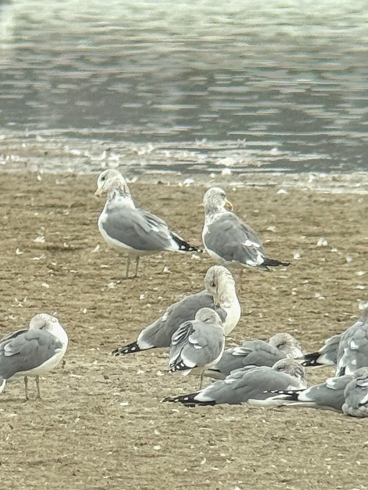 Lesser Black-backed Gull - ML643994342