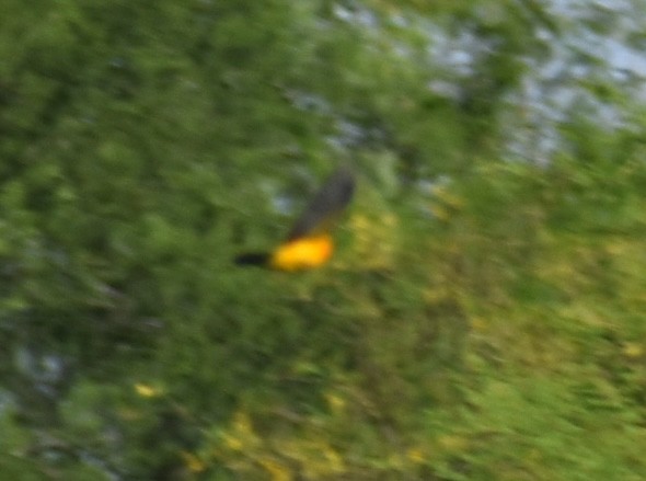 Altamira Oriole - ML643994343