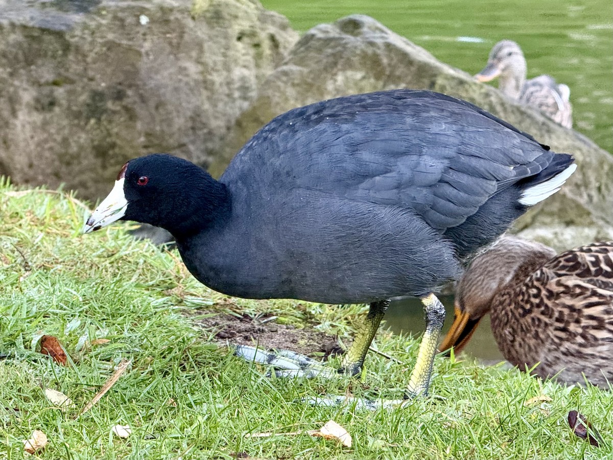 American Coot - ML643994344