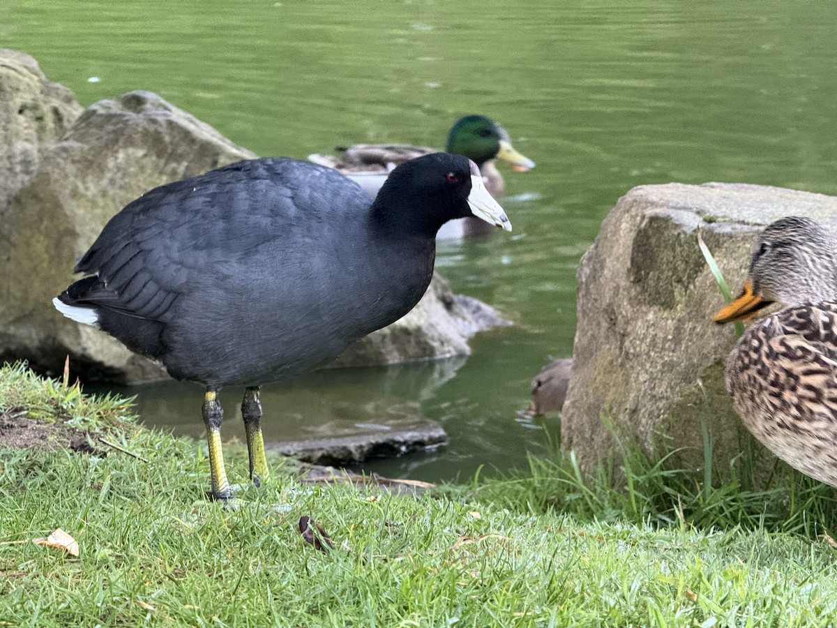 American Coot - ML643994347