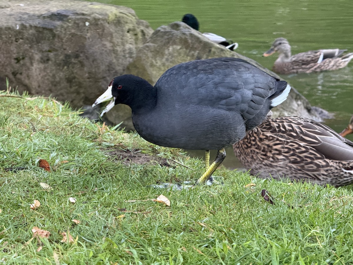 American Coot - ML643994348