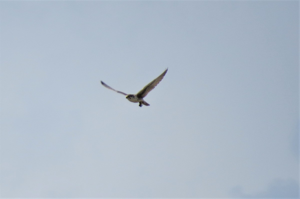 Prairie Falcon - ML643994353
