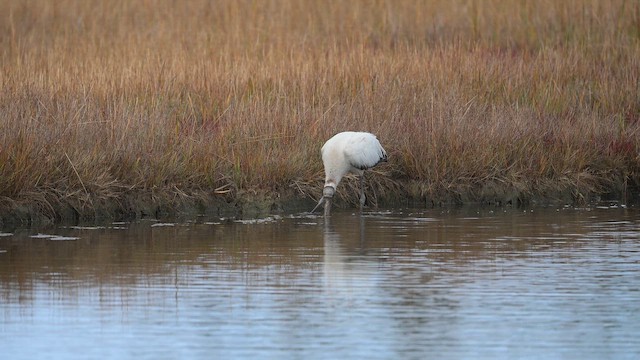 Wood Stork - ML643994377