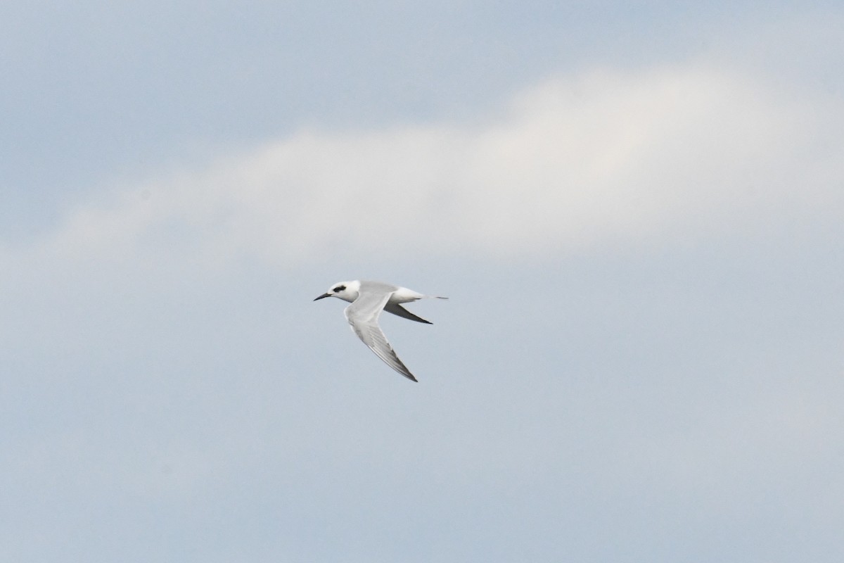Forster's Tern - ML643994386