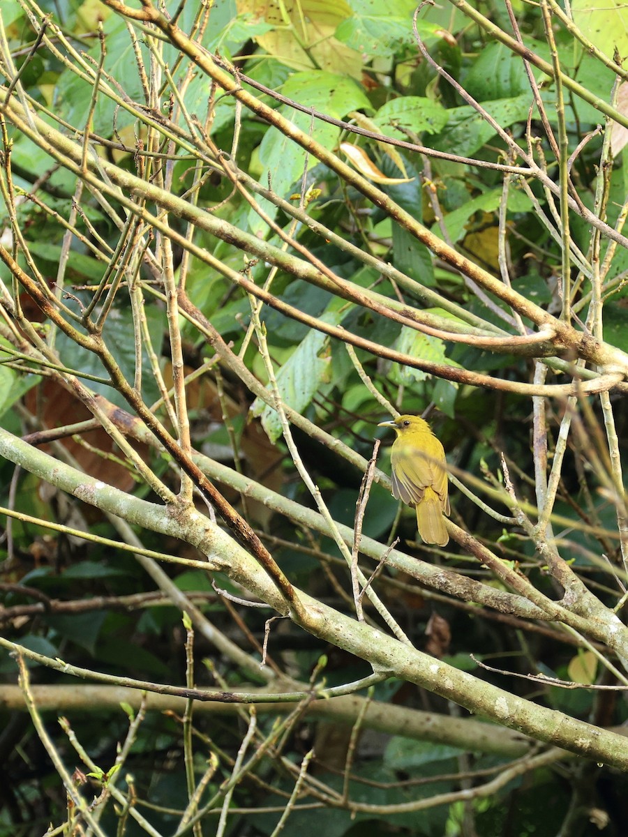 Bulbul d'Halmahera - ML643994387