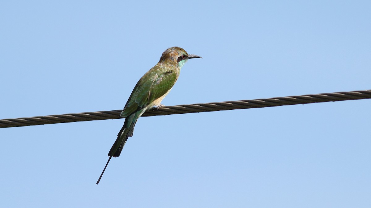Asian Green Bee-eater - ML643994399