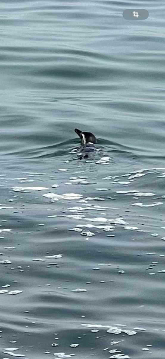 Magellanic Penguin - ML643994405