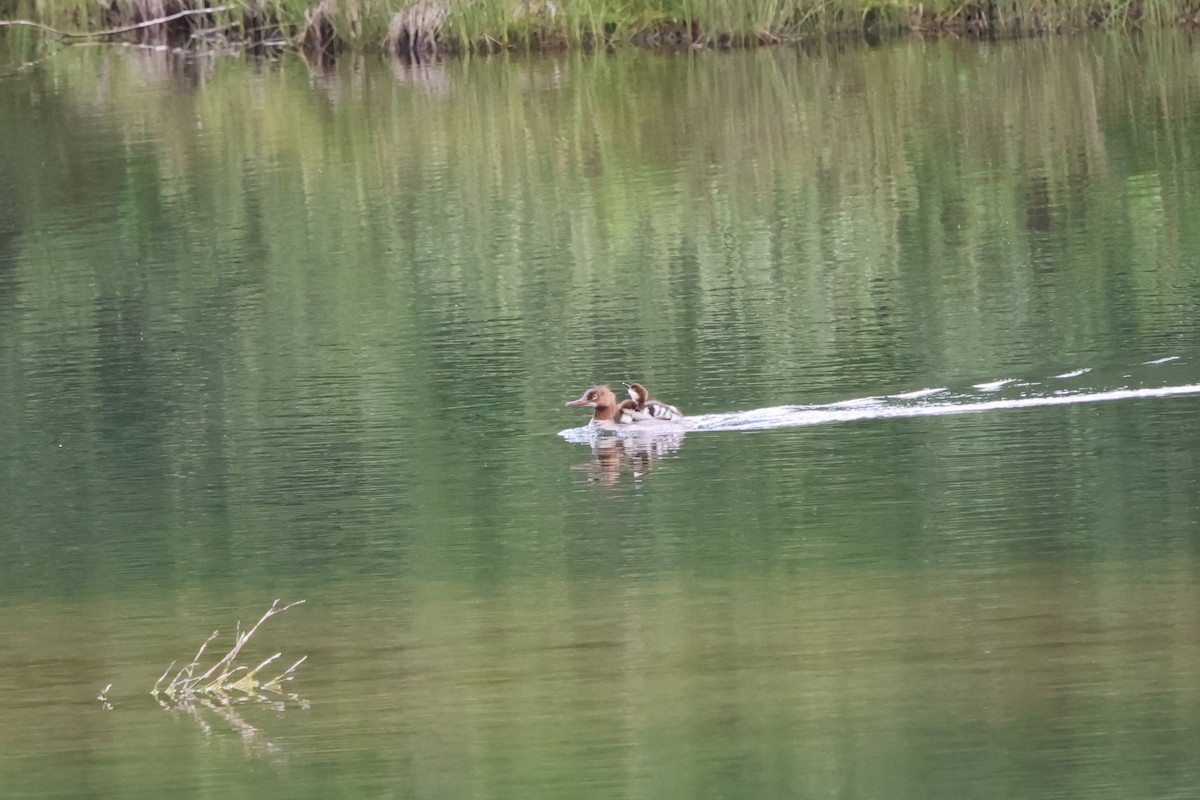 morčák velký - ML643994418