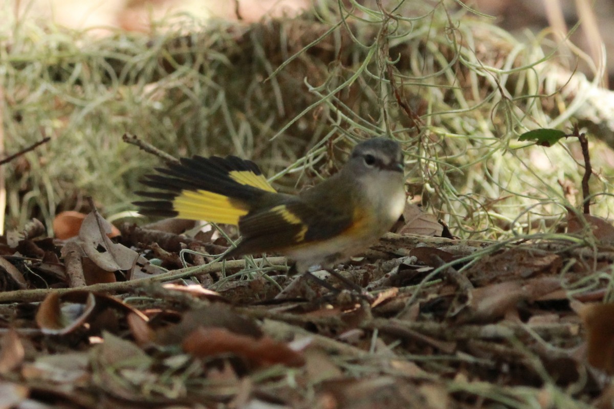 American Redstart - ML643994431