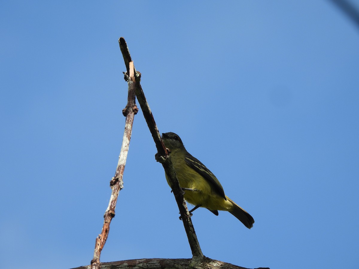 Yellow-crowned Tyrannulet - ML643994434