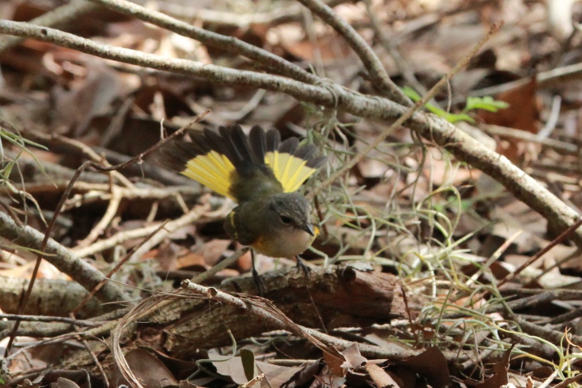 American Redstart - ML643994437