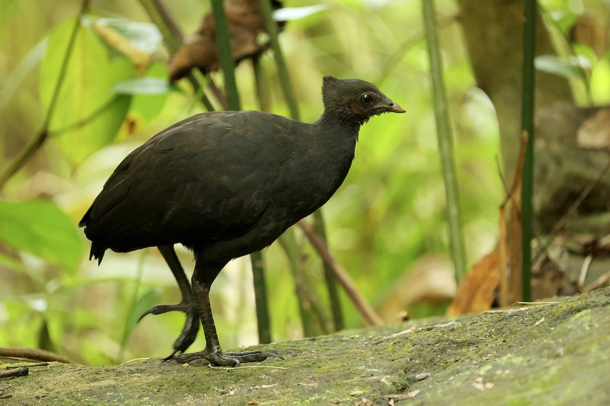 Dusky Megapode - ML643994445