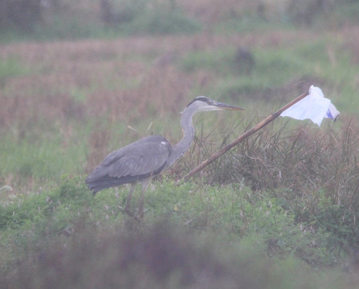 アオサギ - ML643994446