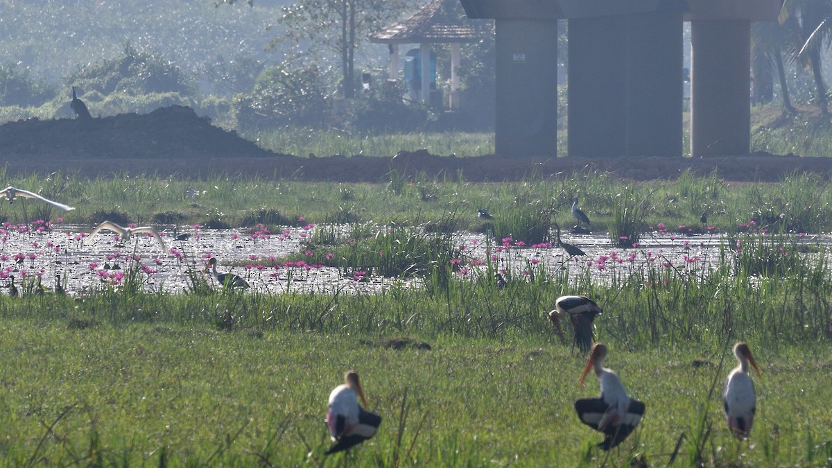 Knob-billed Duck - ML643994454