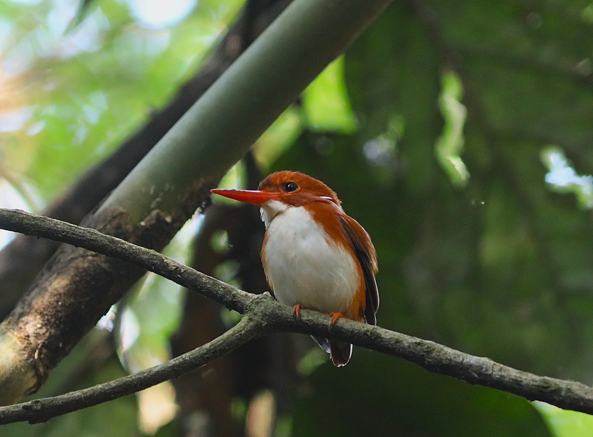 Martin-pêcheur malgache - ML643994455