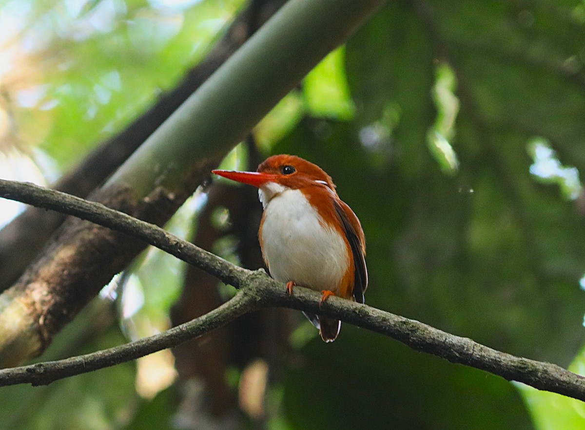 Martin-pêcheur malgache - ML643994456