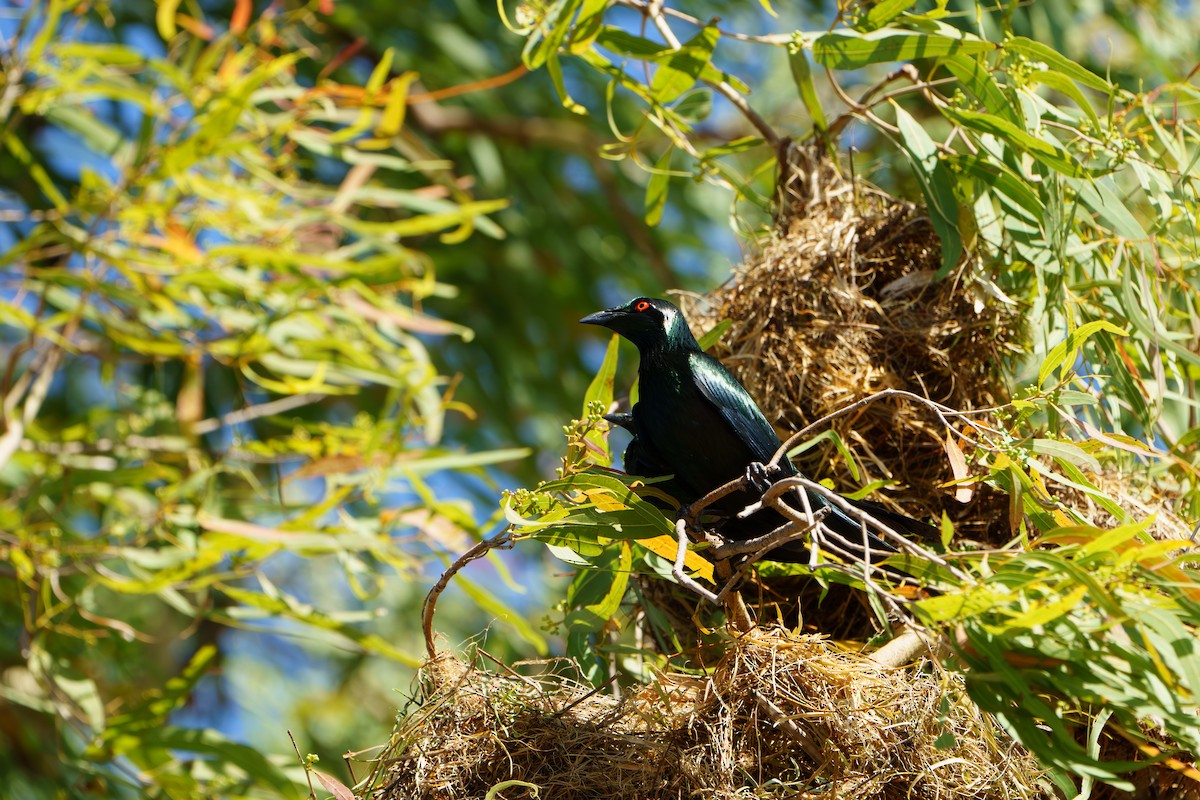 Metallic Starling - ML643994458