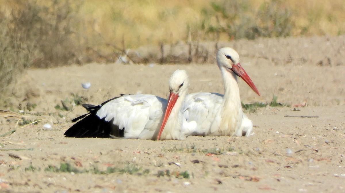 Cigüeña Blanca - ML643994469