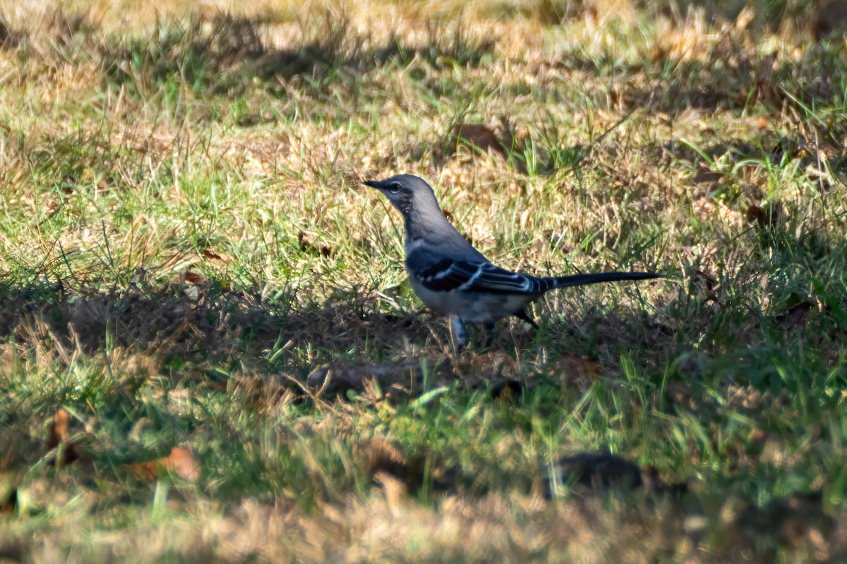 Пересмішник багатоголосий - ML643994471