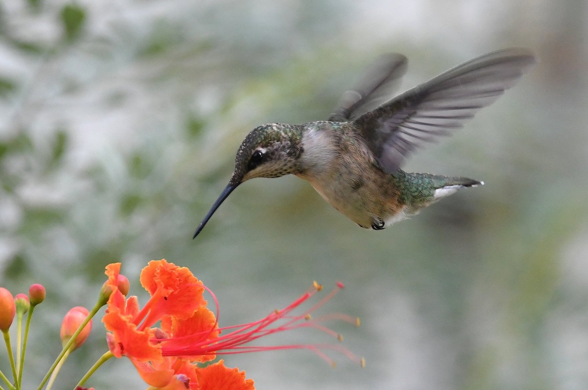 Ruby-throated Hummingbird - ML643994473