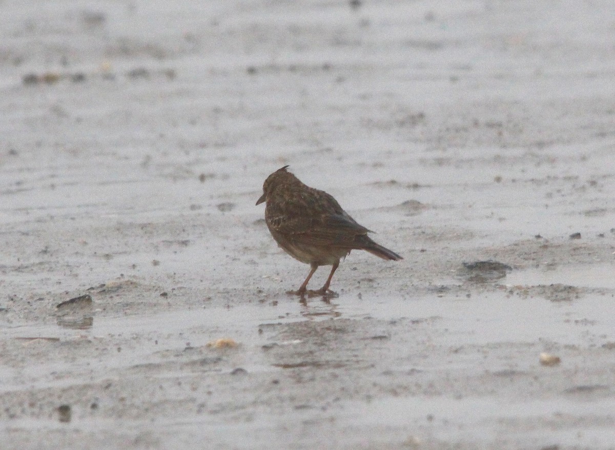 カンムリヒバリ - ML643994489