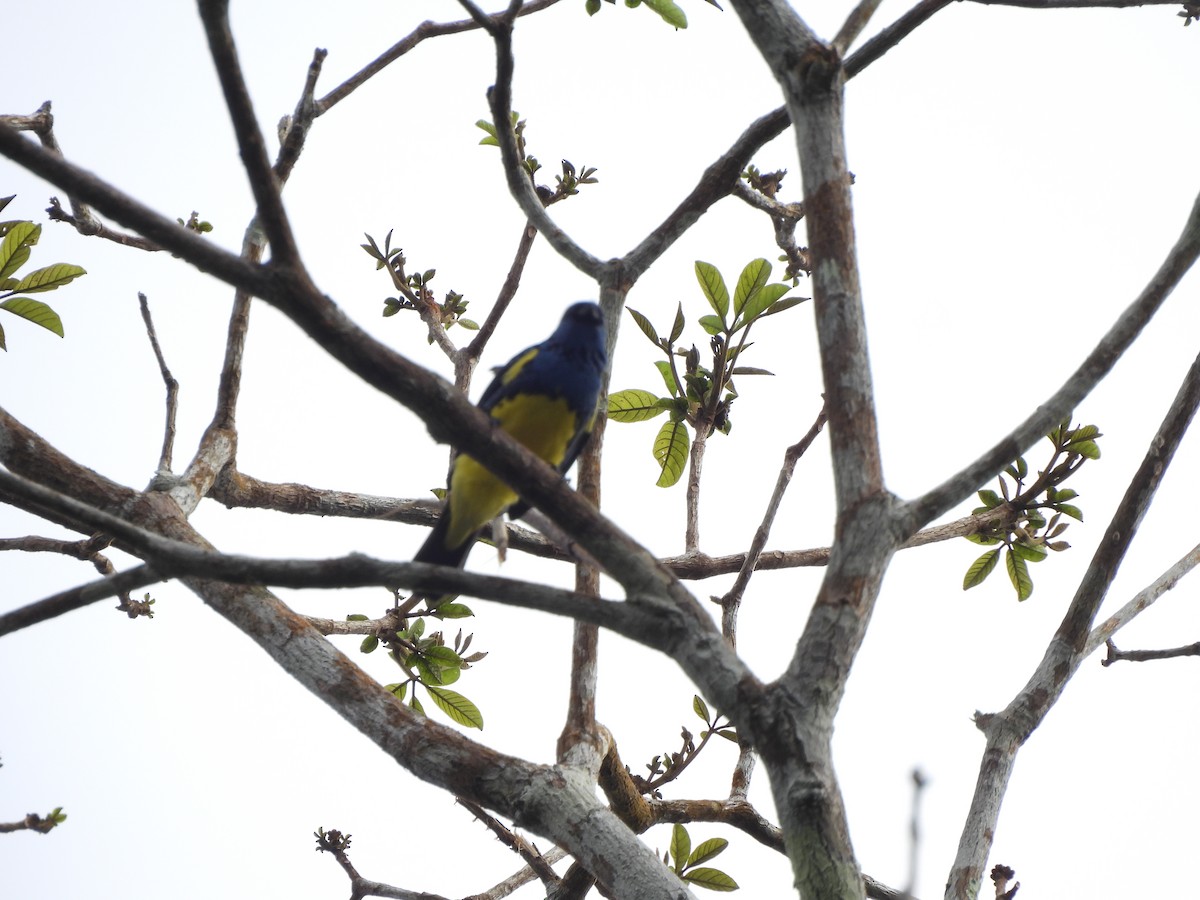 Turquoise Tanager - ML643994496