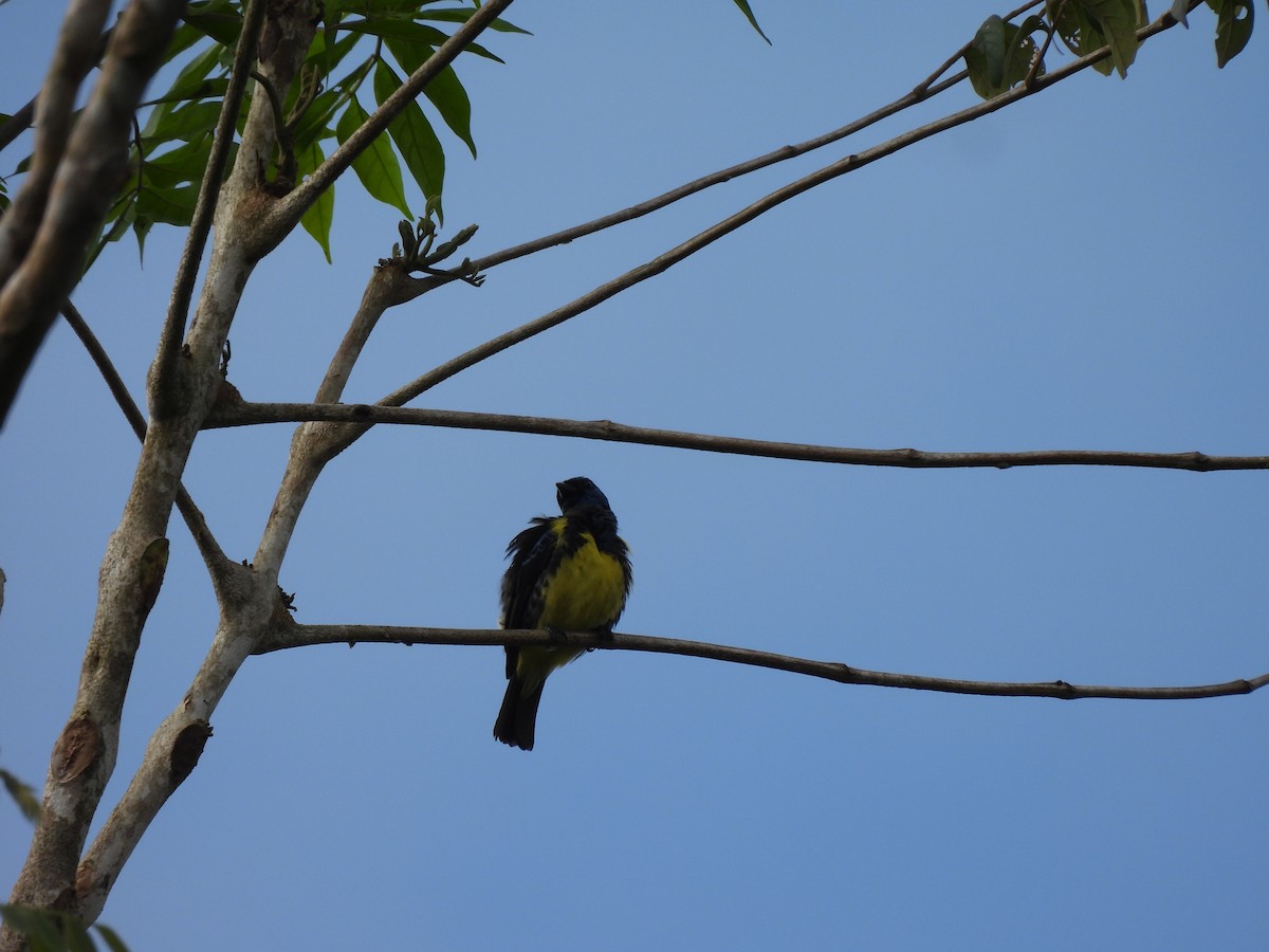 Turquoise Tanager - ML643994497