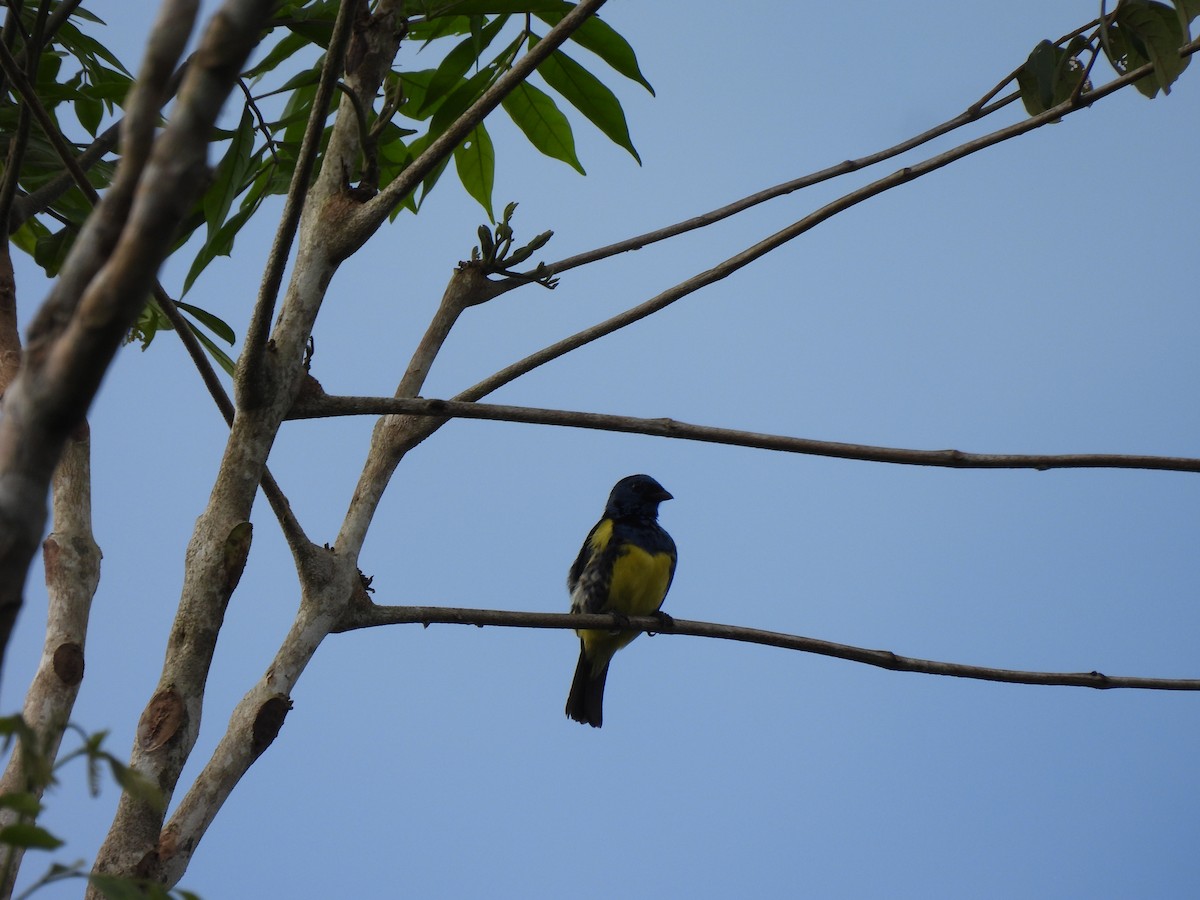 Turquoise Tanager - ML643994498