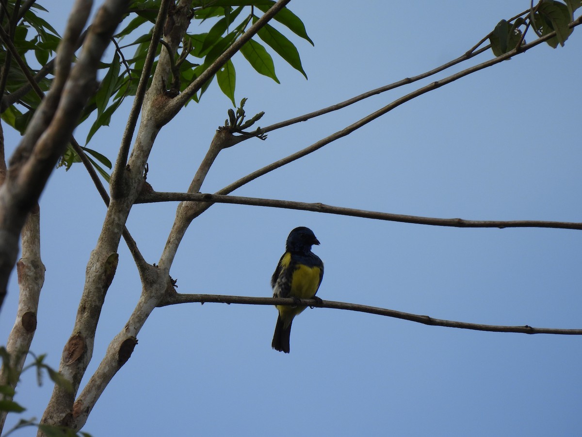 Turquoise Tanager - ML643994499