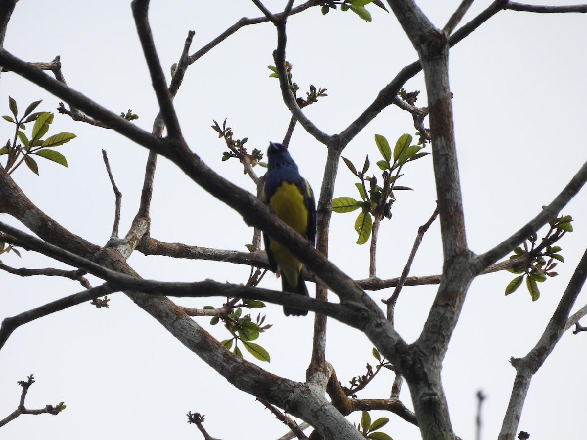 Turquoise Tanager - ML643994500