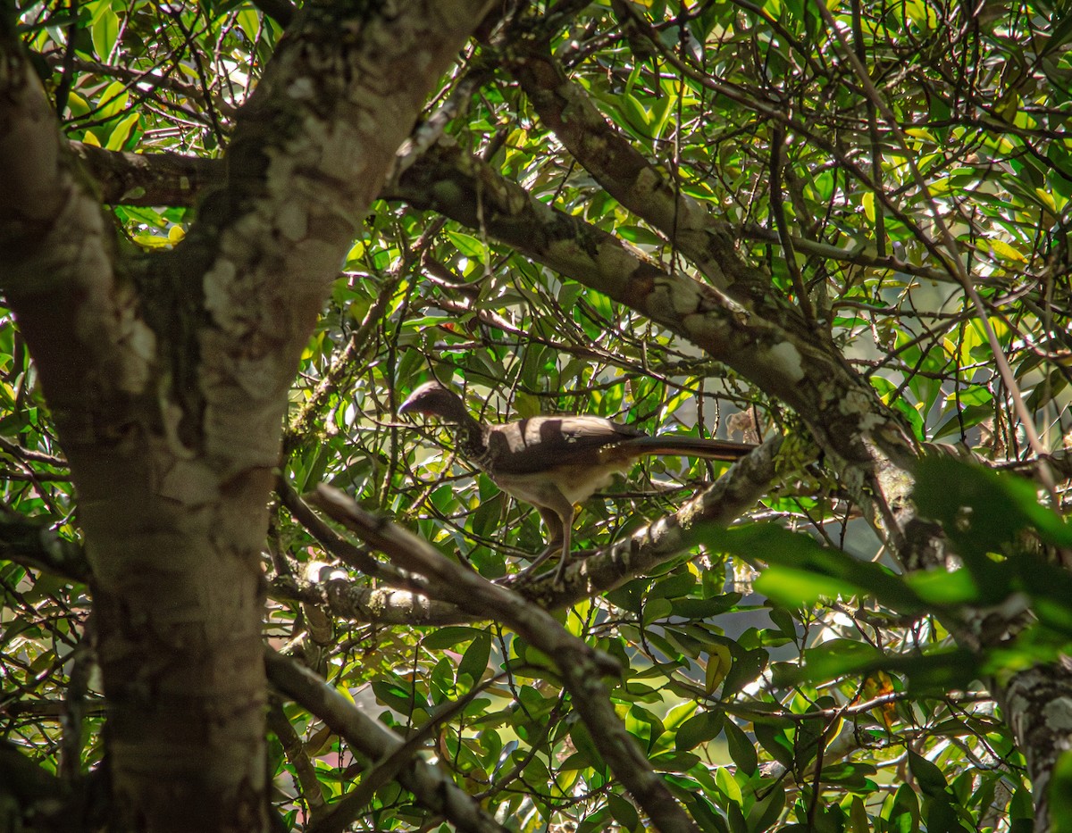 Speckled Chachalaca - ML643994522