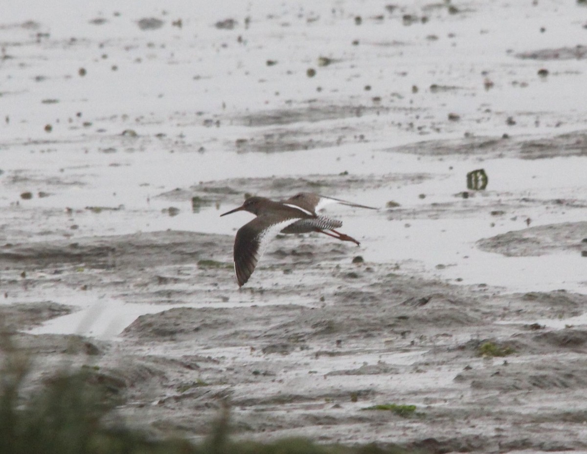 アカアシシギ - ML643994551