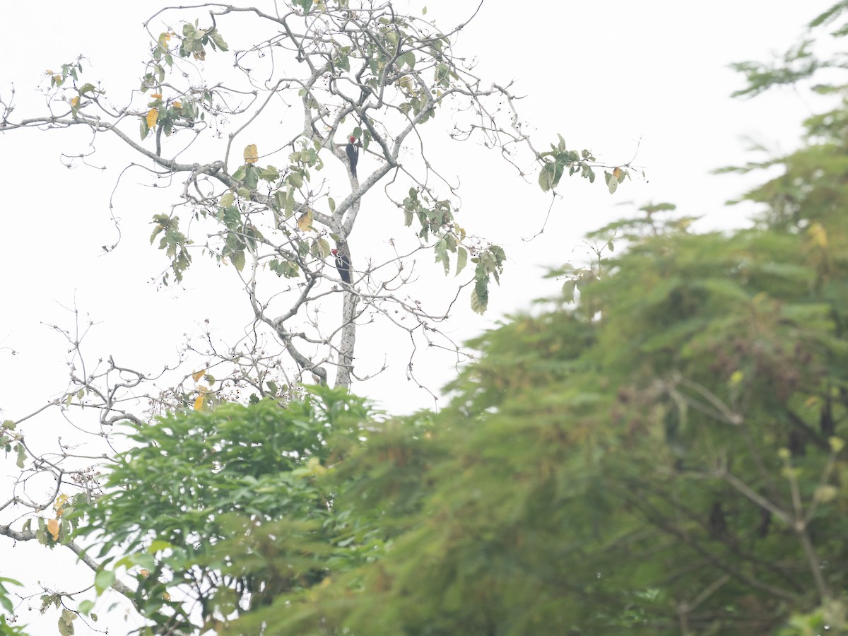 Crimson-crested Woodpecker - ML643994561