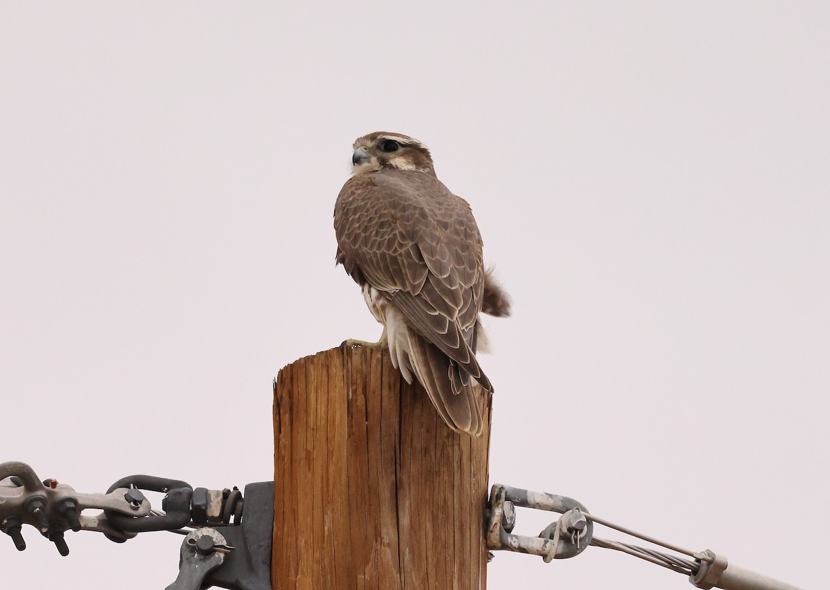 Prairie Falcon - ML643994582
