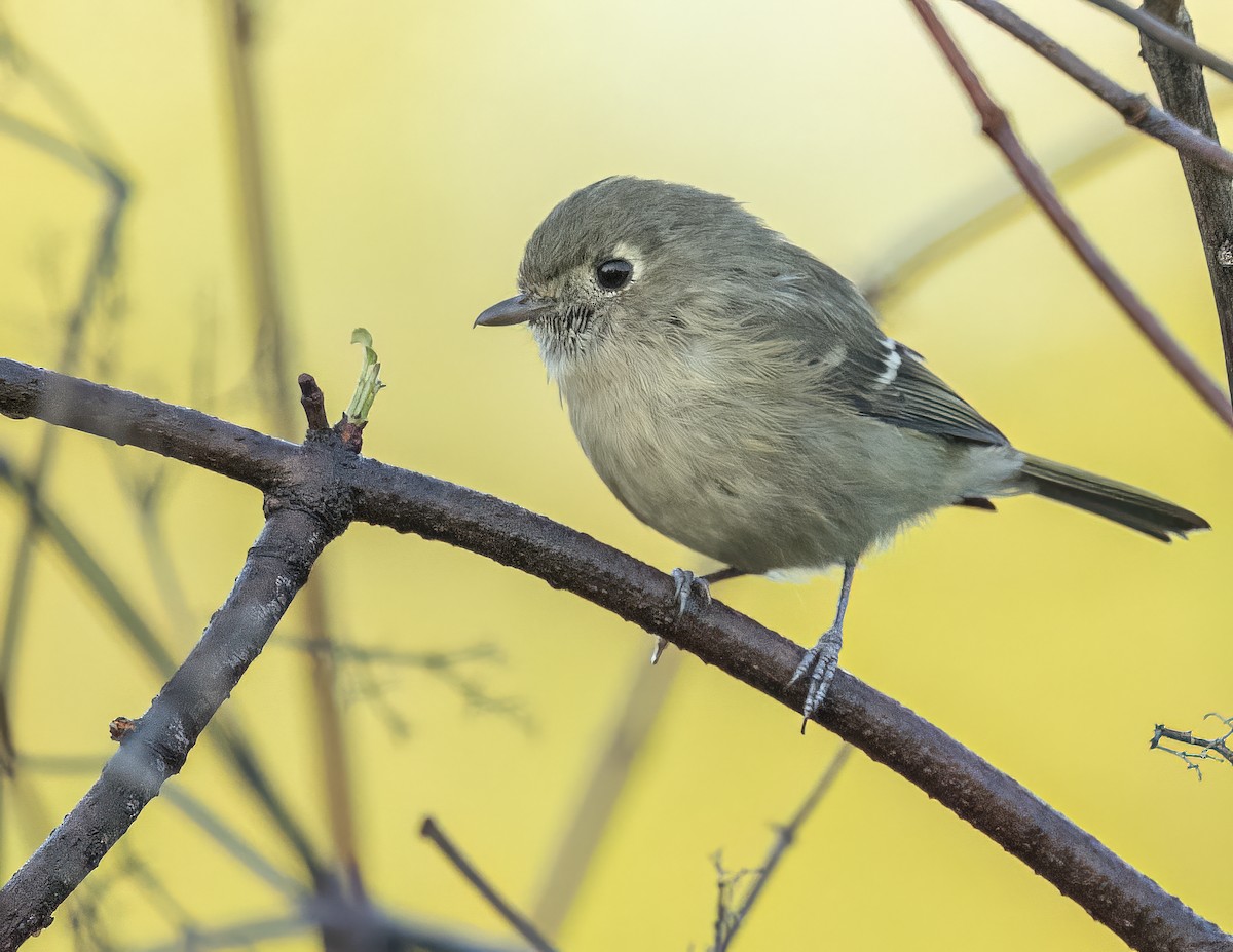 Hutton's Vireo - ML643994589