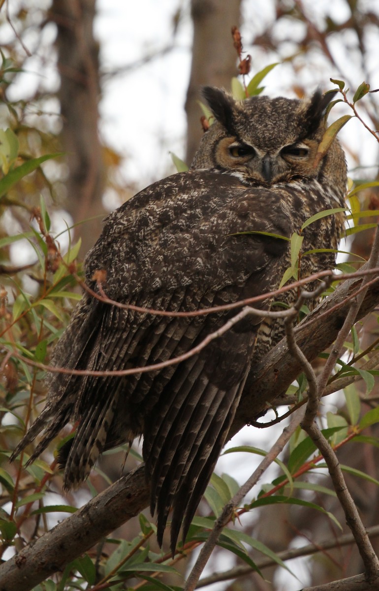 Great Horned Owl - ML643994615