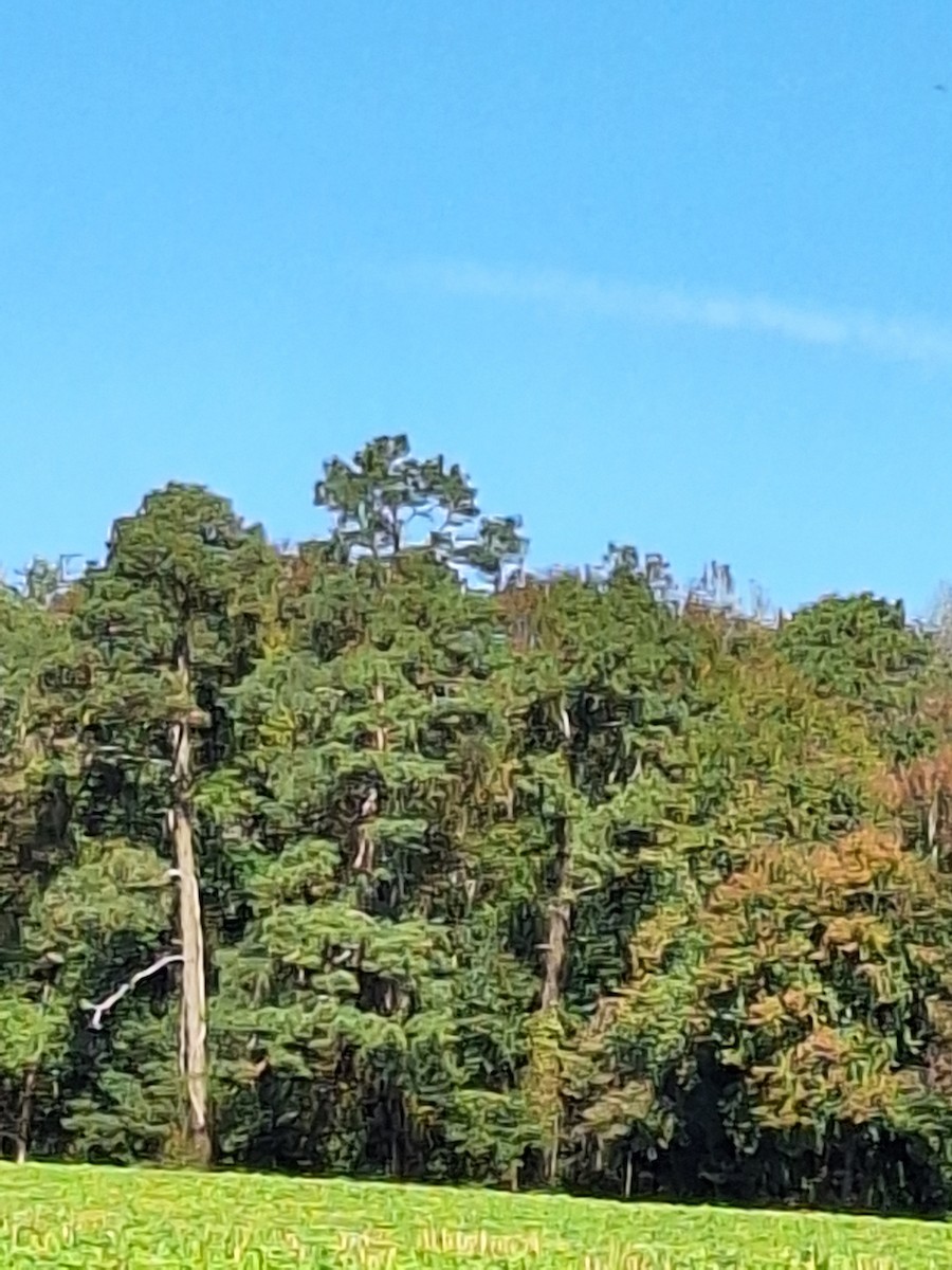 Bald Eagle - ML643994617