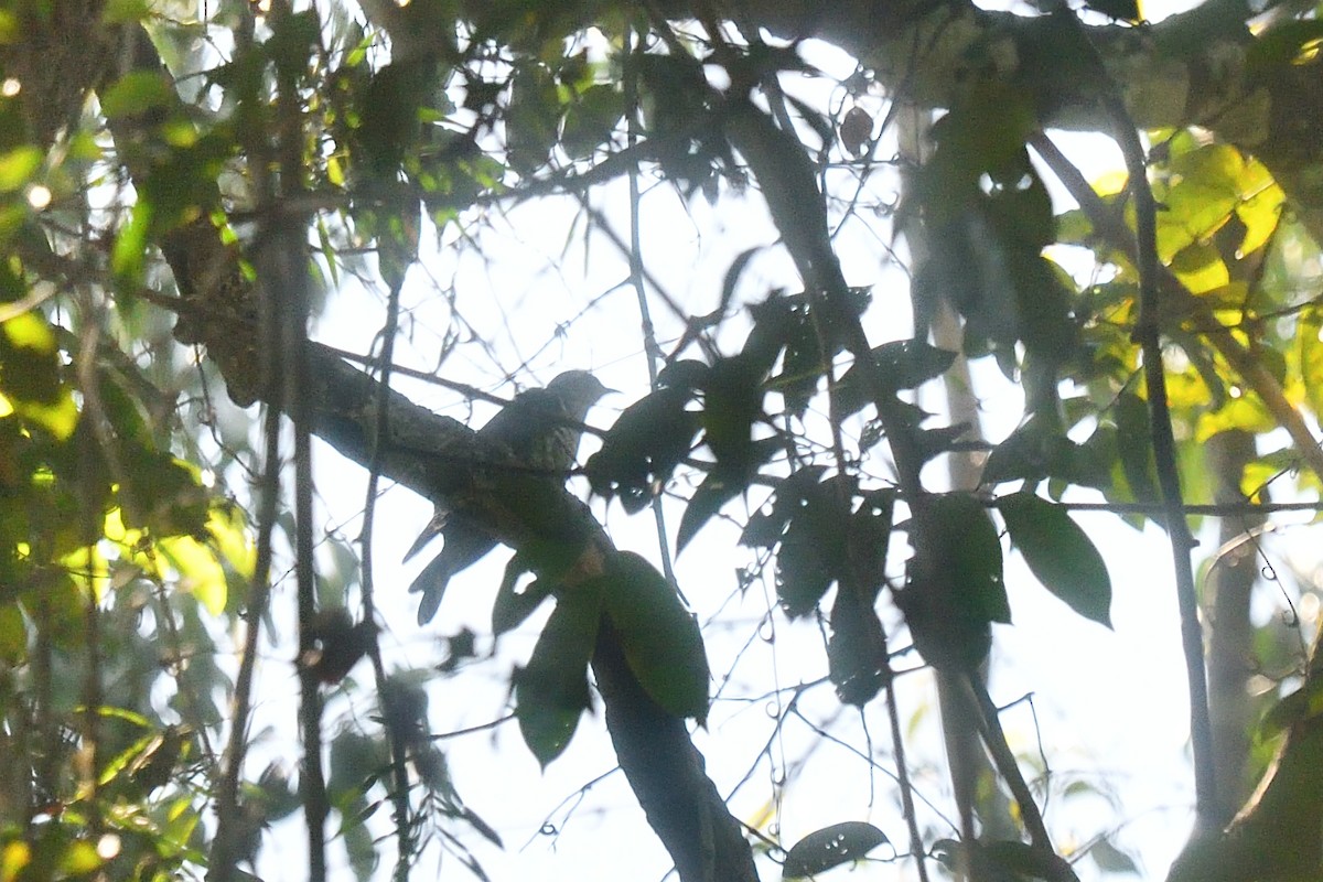 Indian Cuckoo - ML643994619