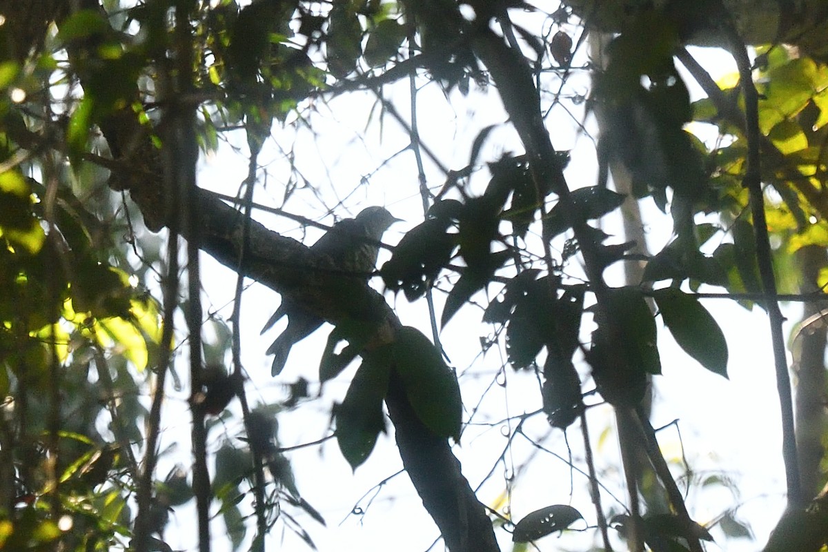 Indian Cuckoo - ML643994620