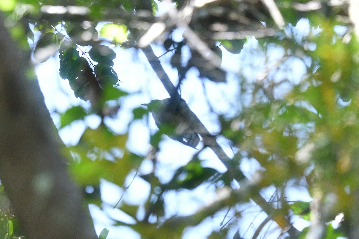 Indian Cuckoo - ML643994621