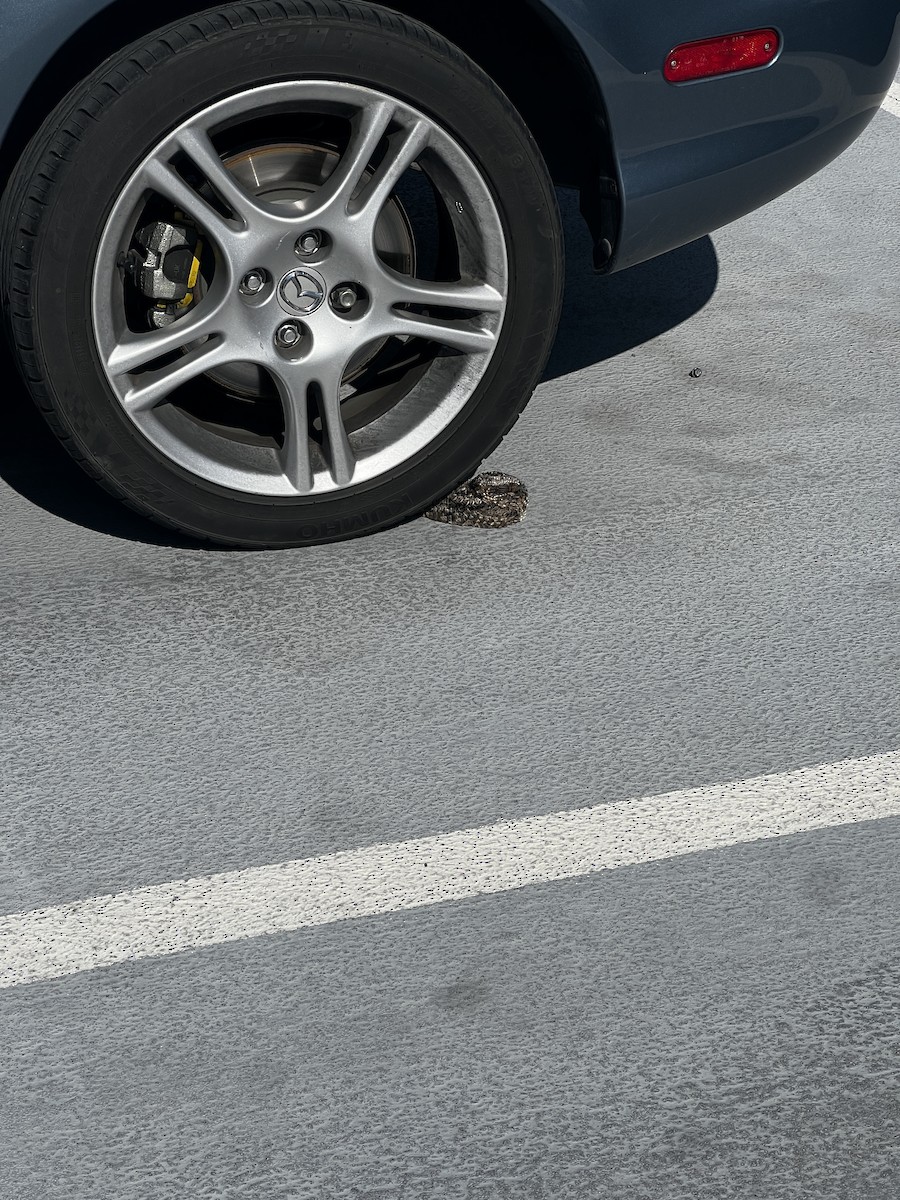 Пораке чорнощокий - ML643994632