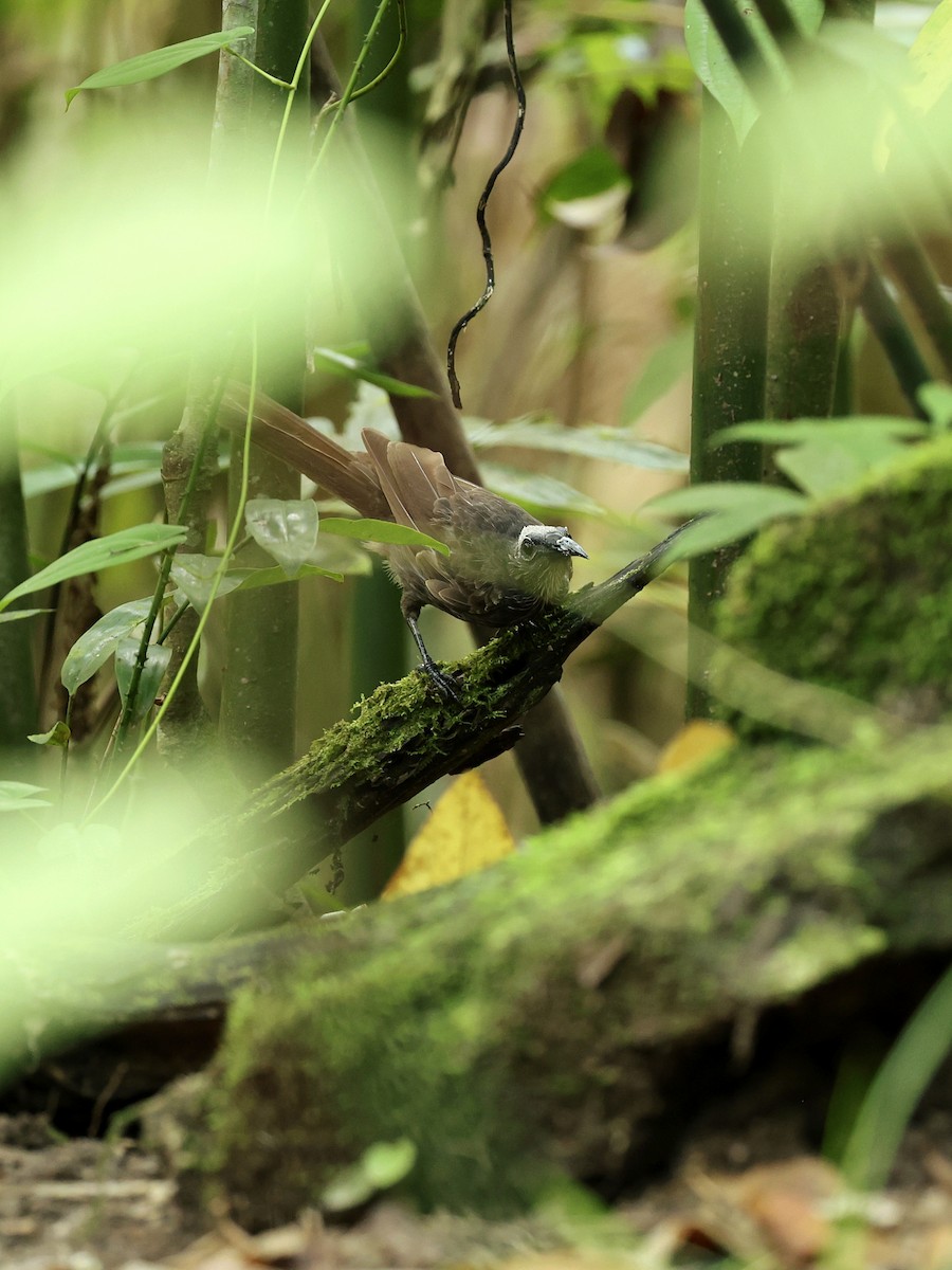 White-streaked Friarbird - ML643994634