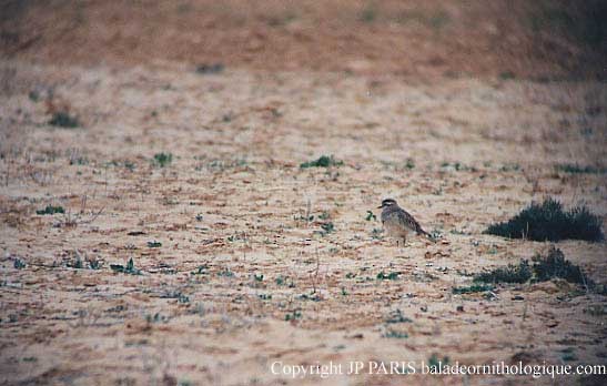 Eurasian Dotterel - ML643994669