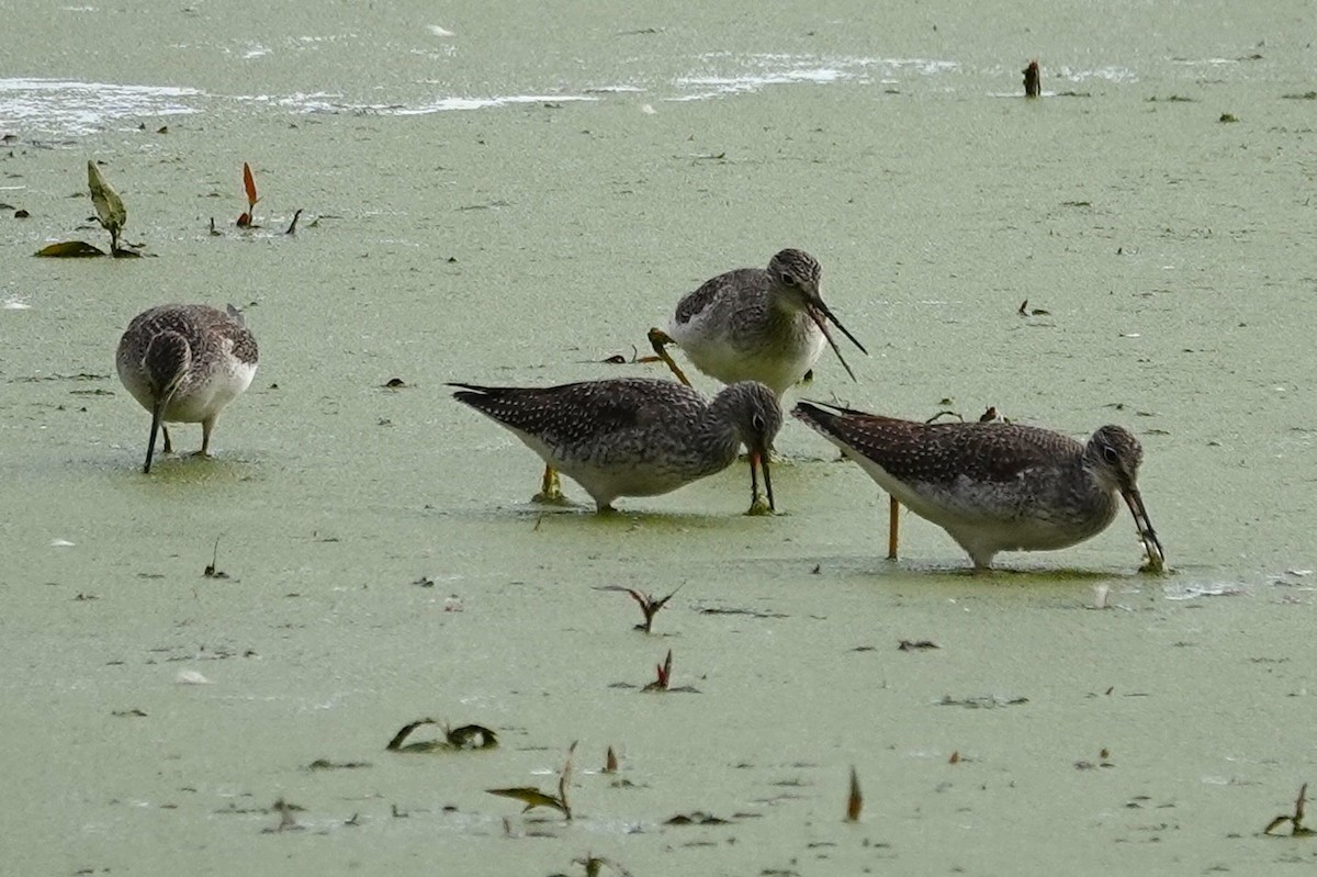 Greater Yellowlegs - ML643994678